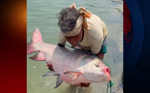 পদ্মা নদীতে ধরা পড়ল ২৮ ও সাড়ে ১৯ কেজির কাতলা মাছ, বিক্রি ৮২ হাজার টাকায়